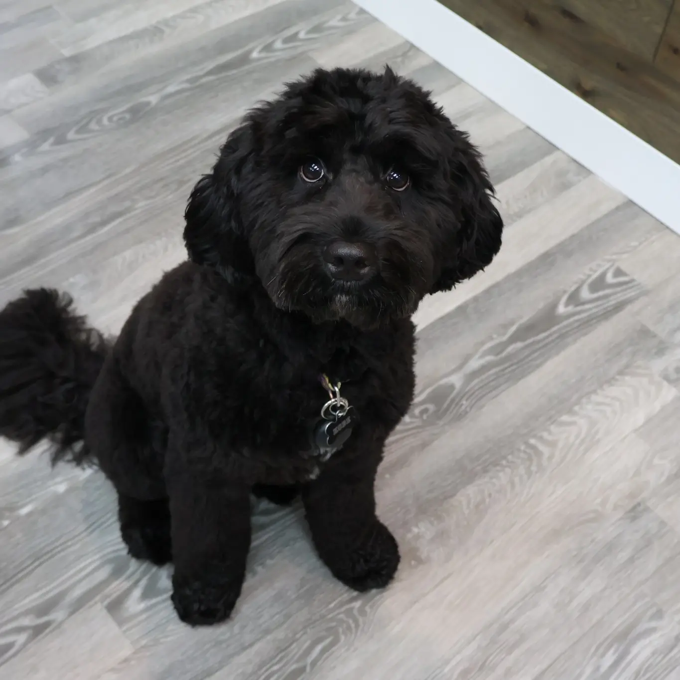 Koby, Peosta Dental's black therapy dog, sitting inside the Peosta dental office.