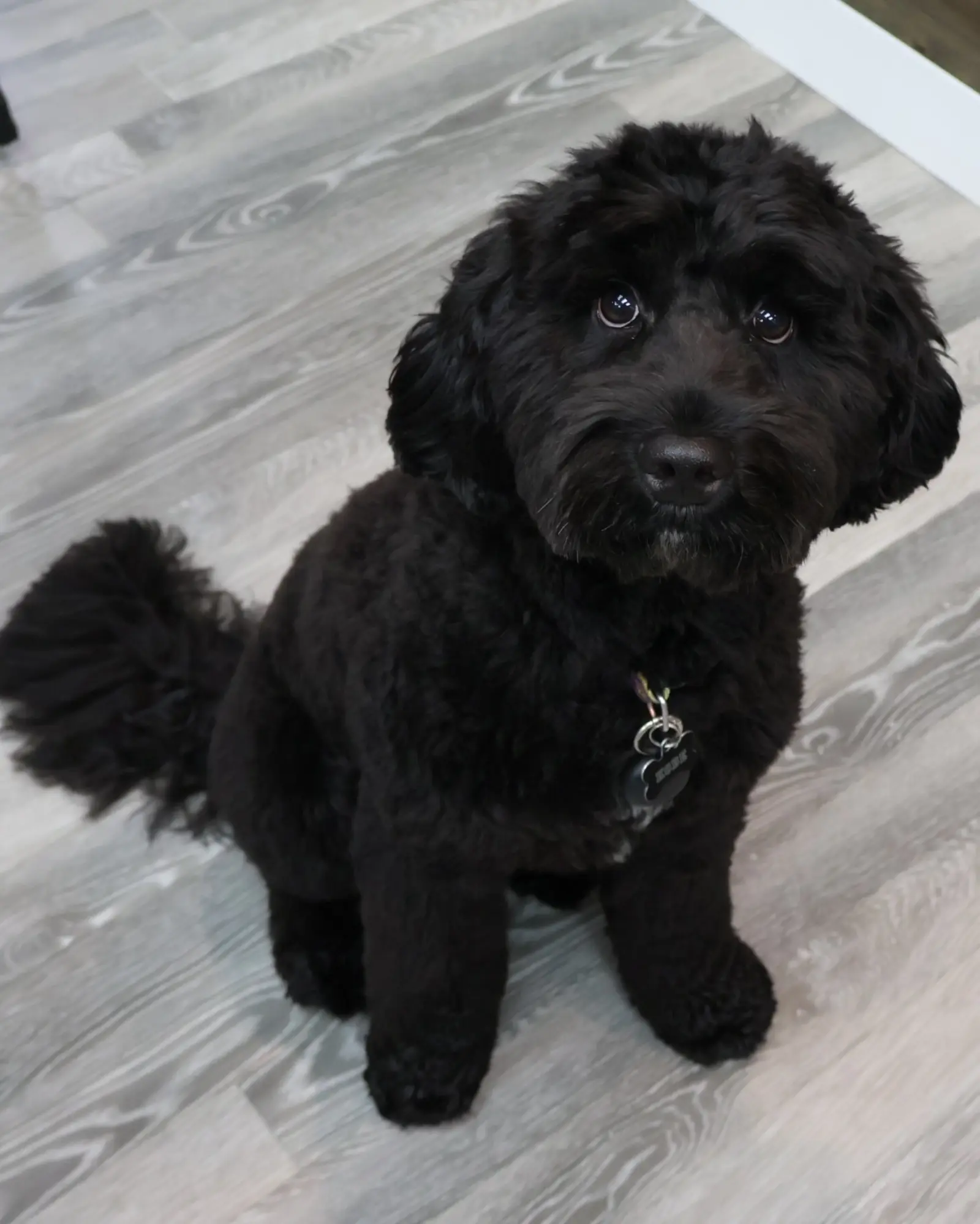 Koby, therapy dog at Peosta Dental